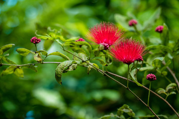 Wunderschöne tropische Pflanze mit roten Blüten