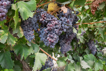 Juicy wine grapes growing on farm