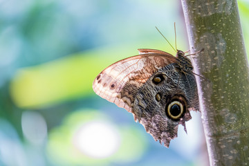 Schmetterling rastet auf einem Ast