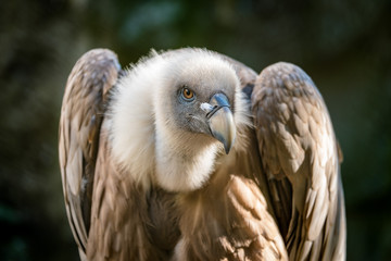 Porträt eines Gänsegeiers