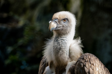 Porträt eines Gänsegeiers