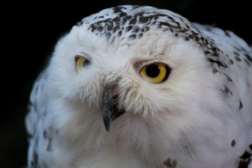 Porträt einer Schneeeule