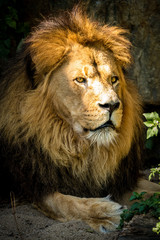 Porträt eines Löwen