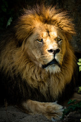 Majestätischer Löwe liegt im Schatten