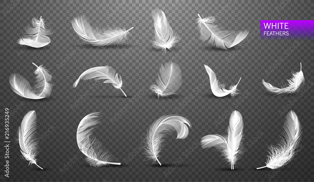 Wall mural set of isolated falling white fluffy twirled feathers on transparent background in realistic style. 