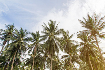 Obraz na płótnie Canvas Beautiful coconut palm trees and sky in agriculture farm at Thailand
