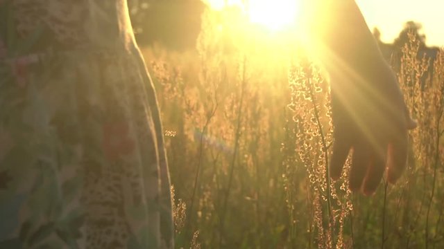 The girl touches the plant seeds in the sunset slow motion