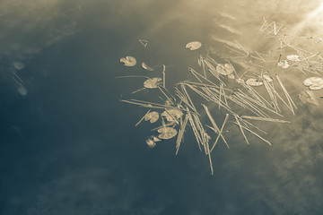 Leaves and reeds on the lake