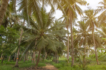 Obraz premium Beautiful coconut palm trees and sky in agriculture farm at Thailand