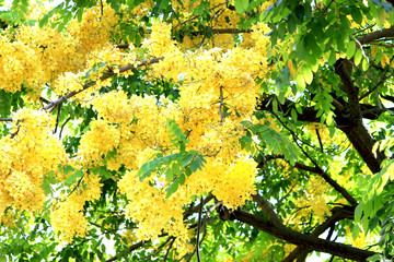 Hawaiian golden shower tree