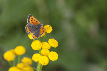 Dostojka latonia