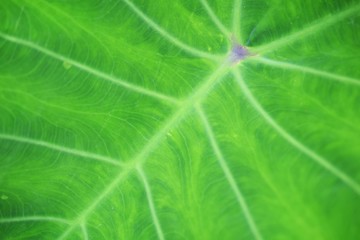 close up on green leaf texture background