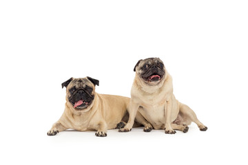 Obraz premium two pug dogs portrait