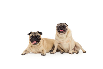 Obraz premium pug dog portrait