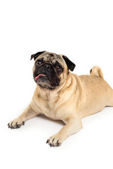 pug dog portrait