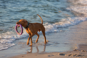 a large brown dog runs along the sand along the water, a beach on the sea or the ocean, a Hungarian hunting dog
