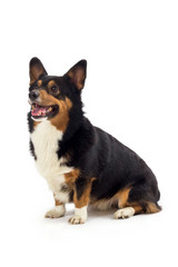 corgi sitting and focused