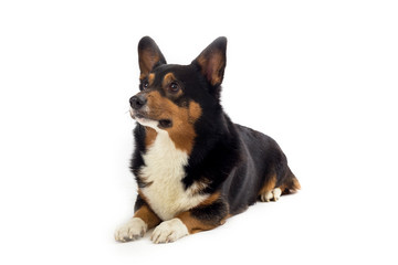 corgi sitting and focused