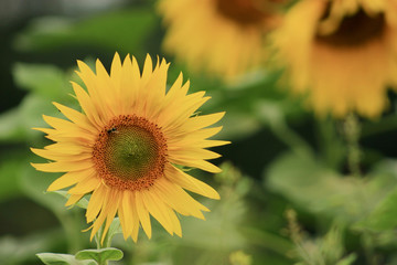 sunflower agriculture