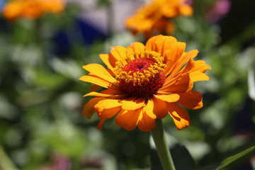  Pink zinnia flower blooming in garden
