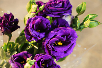 Obraz na płótnie Canvas purple roses