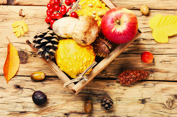 Autumn apples and pumpkin