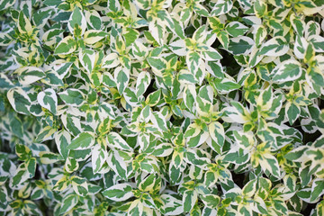 close up image of benjamina ficus green leaves nature background