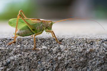 Grashüpfer auf Mauersims