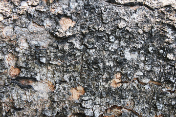 Bark dark brown background. nature