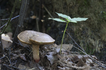 Red cracking bolete close up