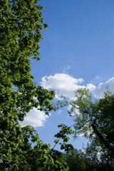 Summer park  view. Blue sky with white clouds