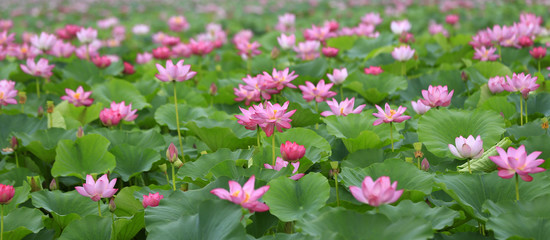 The lotus is in full bloom in the pond