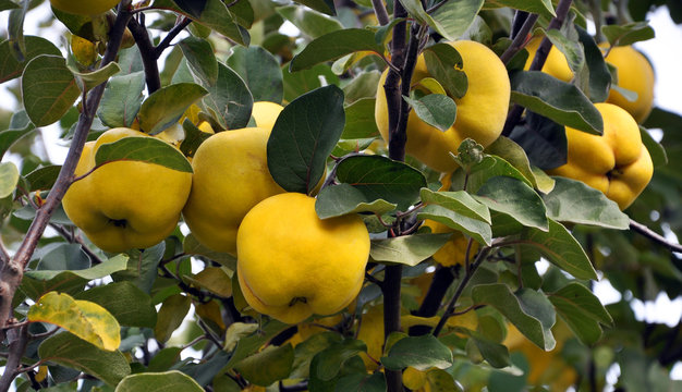 On a branch yellow fruits of quince