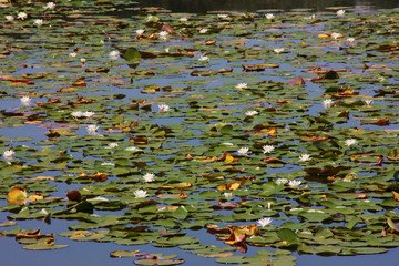 Water lilies in Lagone lake near lake Como. Piedmont, Italy