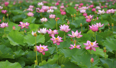 Obraz premium The lotus is in full bloom in the pond