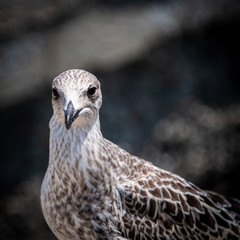 Portrait of a Seagull