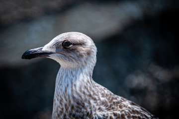 Portrait of a Seagull