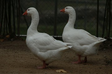 Deux canards au bord d'un étang