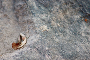 stone texture