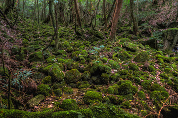 Ancient Forest #3