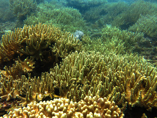 Fototapeta na wymiar Beautiful coral that found in coral reef area at Tioman island, Malaysia 