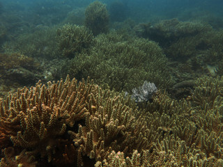 Naklejka na ściany i meble Beautiful coral that found in coral reef area at Tioman island, Malaysia 