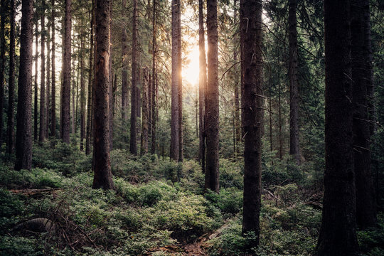Wald mit Sonne, Fichtenwälder im Nationalpark Harz