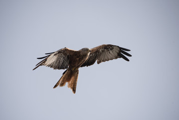Red Kite Flying