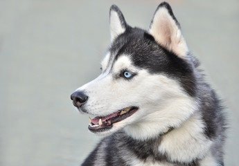 Obraz premium Собака породы Хаски.