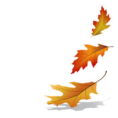Autumn leaves falling. Colorful oak tree leaves isolated on white background. Vector illustration