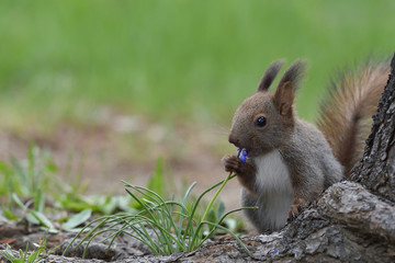 エゾリスの子供