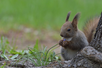 エゾリスの子供