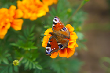 Butterfly Drinks Nectar from the Marigold Flower