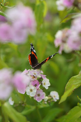 Butterfly drinks nectar from a flower